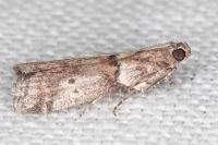 Acrobasis consociella