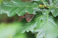 Zanclognatha lunalis