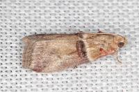 Acrobasis tumidana