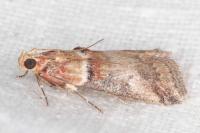 Acrobasis tumidana