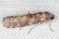 Phycita roborella