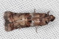 Phycita roborella