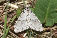 Lymantria monacha