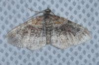 Xanthorhoe spadicearia/ferrugata