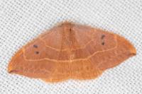 Watsonalla binaria
