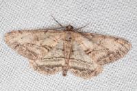Peribatodes perversaria