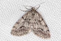 Tephronia sepiaria