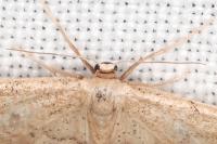 Idaea belemiata helianthemata
