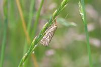 Chrysocrambus linetella