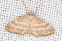 Idaea circuitaria