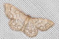 Idaea moniliata