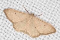Idaea rubraria