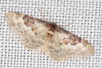 Idaea rusticata