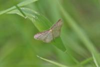 Idaea humiliata