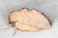 Phyllodesma suberifolia