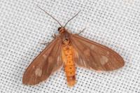 Dysauxes famula