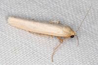 Eilema caniola