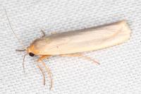 Eilema caniola