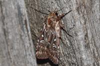 Lycophotia porphyrea