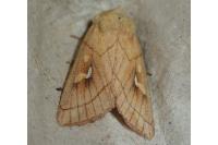 Mythimna conigera