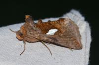 Autographa bractea
