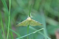 Opisthograptis luteolata