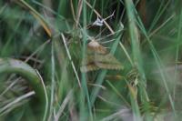 Aspitates ochrearia