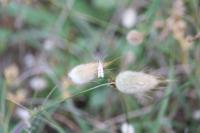 Homoeosoma sinuella
