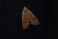 Noctua pronuba