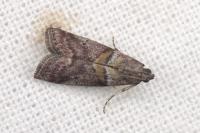 Acrobasis consociella