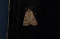 Caradrina morpheus