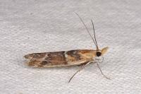Ancylosis cinnamomella