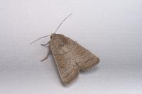 Hoplodrina ambigua