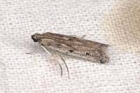 Huertasiella italogallicella