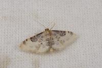 Idaea filicata
