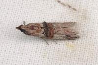 Nephopterix angustella