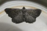 Charissa obscurata obscurata