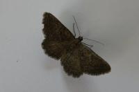 Charissa obscurata obscurata