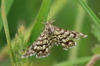 Chiasmia clathrata