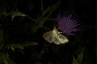 Patania ruralis