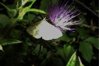 Patania ruralis