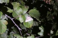 Hypena proboscidalis