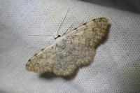 Scopula submutata roseonitens