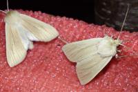Mythimna pallens