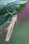Agriphila tristella