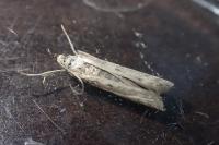 Phycitodes albatella