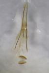 Phycitodes albatella
