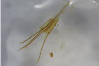 Homoeosoma sinuella