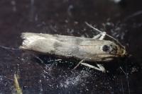 Homoeosoma sinuella