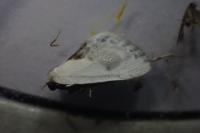 Cilix glaucata